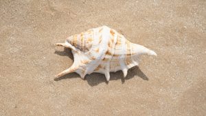 Giugno al Mare sconto del 10%