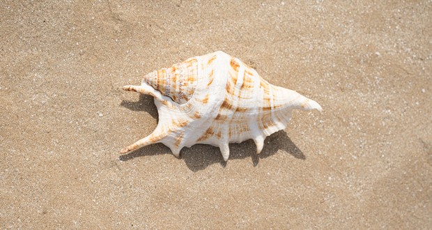 - 5% Settembre al mare