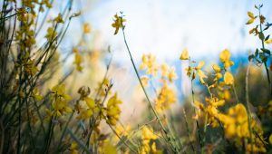 Sommeranfang am Meer: Ihr Kind ist unser Gast