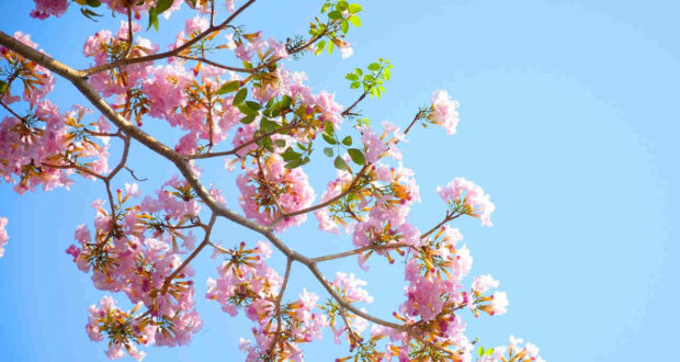 Offerta 25 aprile in centro a Cesenatico