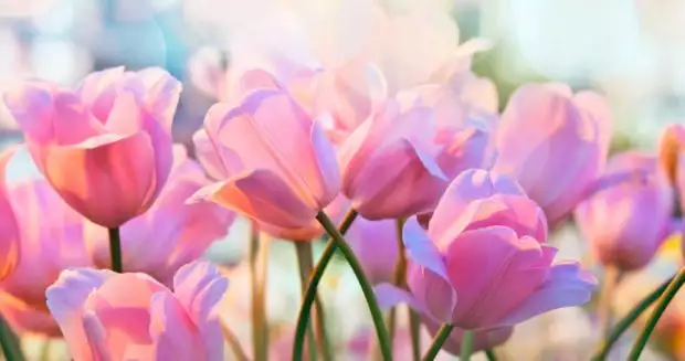 Offerta Primo Maggio in Riviera Adriatica