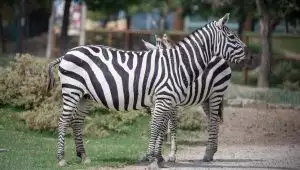 Biglietto Zoo Safari Gratis!