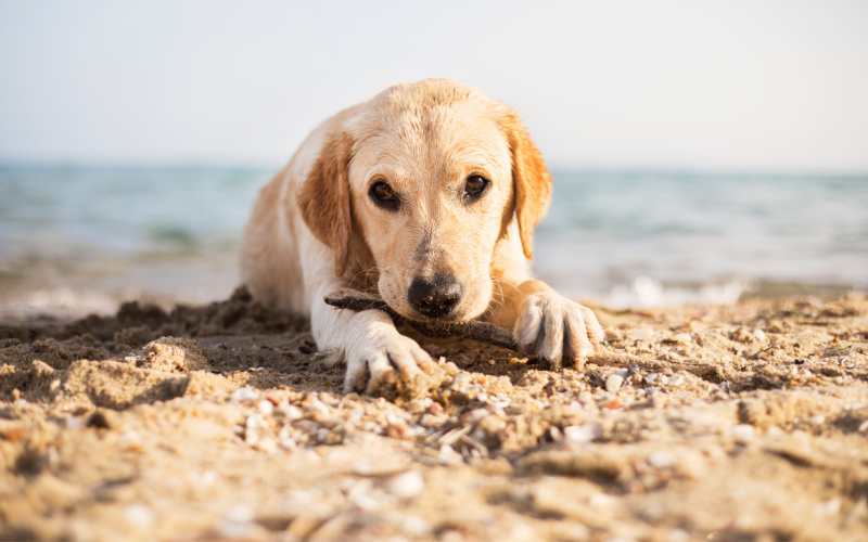 Spiagge cattolica cani