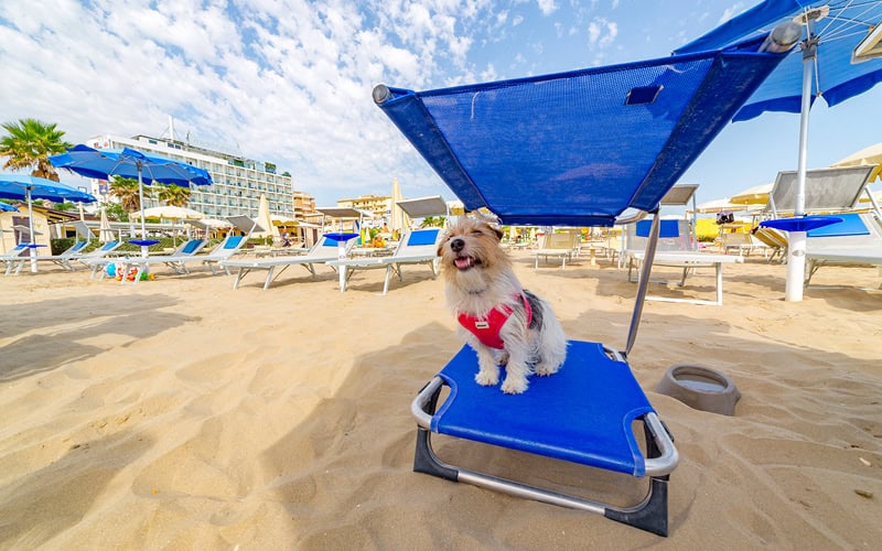 Spiagge di Riccione pet friendly