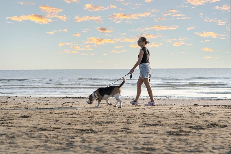 Spiagge di Rimini per cani