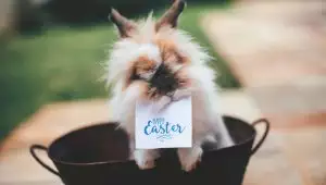 UNA PASQUA PIENA DI SORPRESE!
