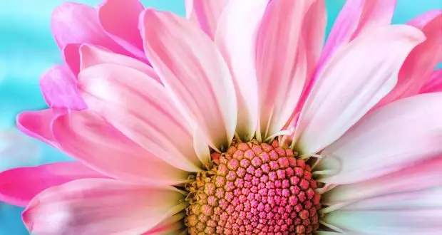 Pink Week 2026 Relax & Wellness