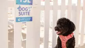 La tua famiglia al completo con il tuo amico fedele a 4 zampe!