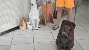 Non puoi andare in vacanza al mare senza il tuo figlio a 4 zampe che sia cane o gatto noi li amiamo.