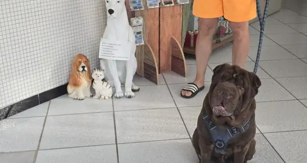 Non puoi andare in vacanza al mare senza il tuo figlio a 4 zampe che sia cane o gatto noi li amiamo.